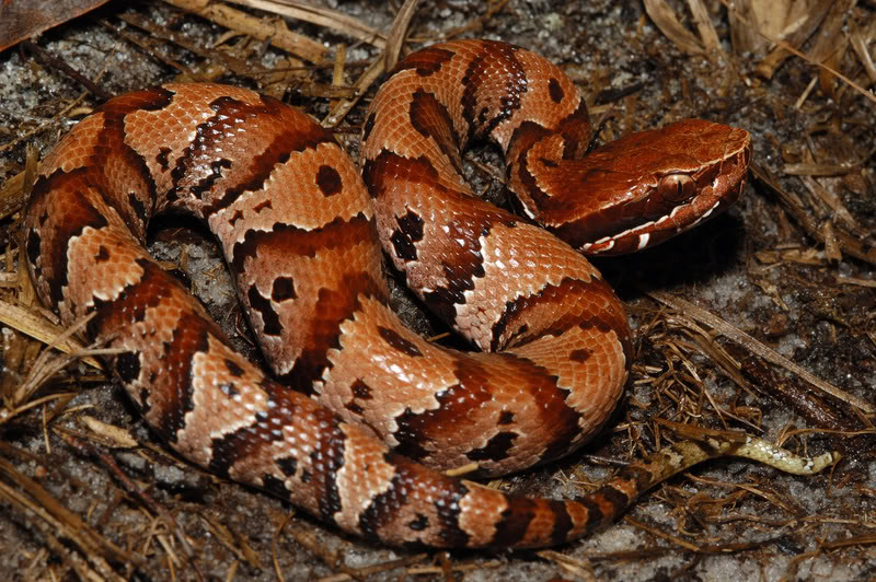 Agkistrodon_piscivorus_conanti_7