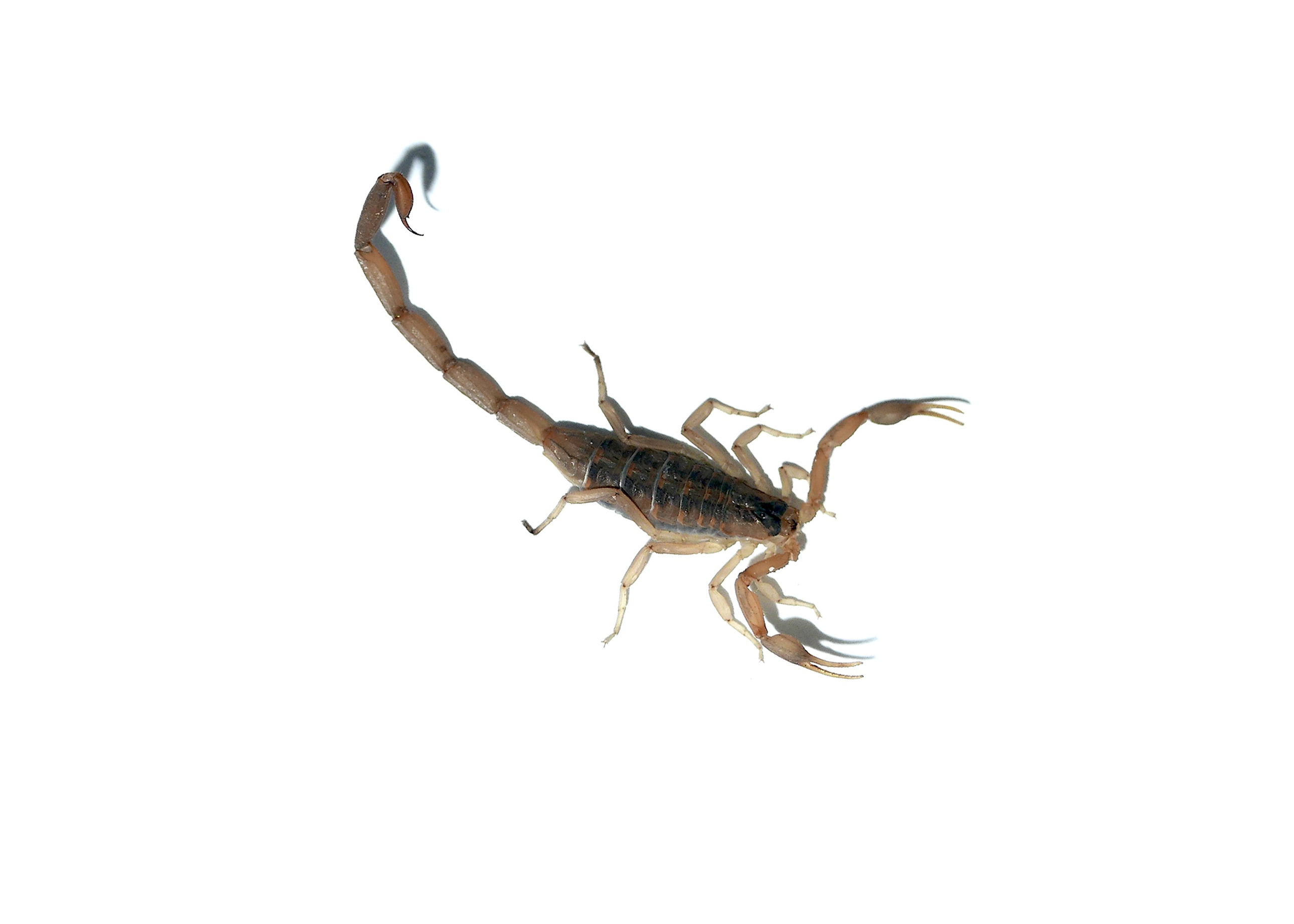 Centruroides vittatus_2