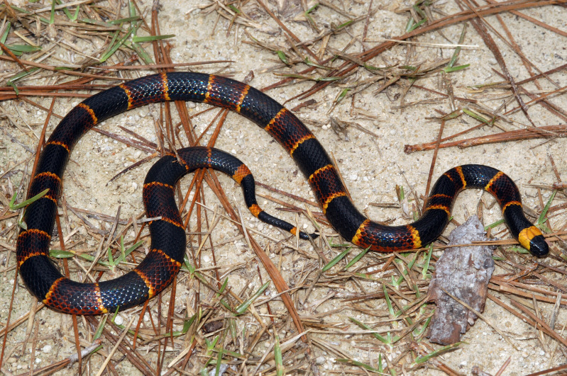 Micrurus_fulvius_0008