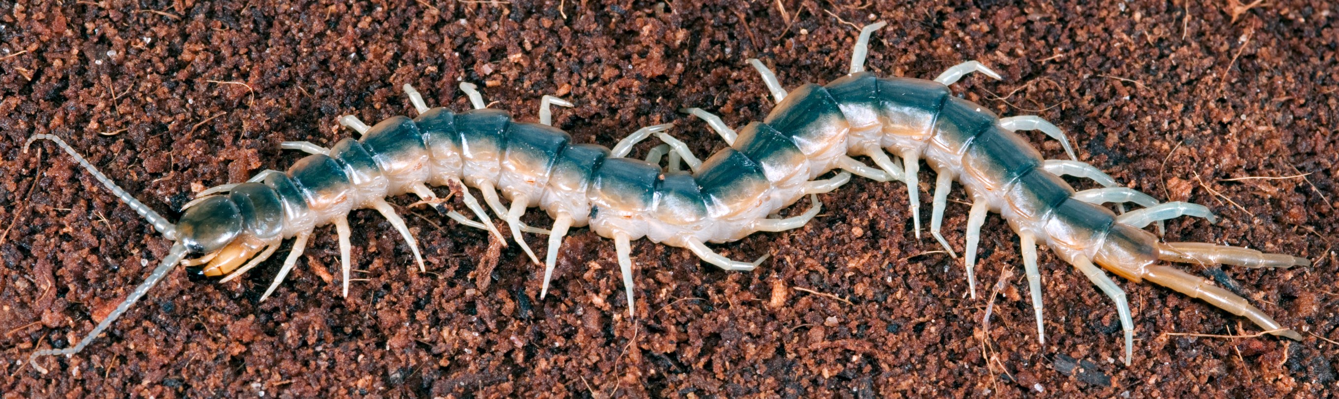 Scolopendra_viridis_0006_Banner
