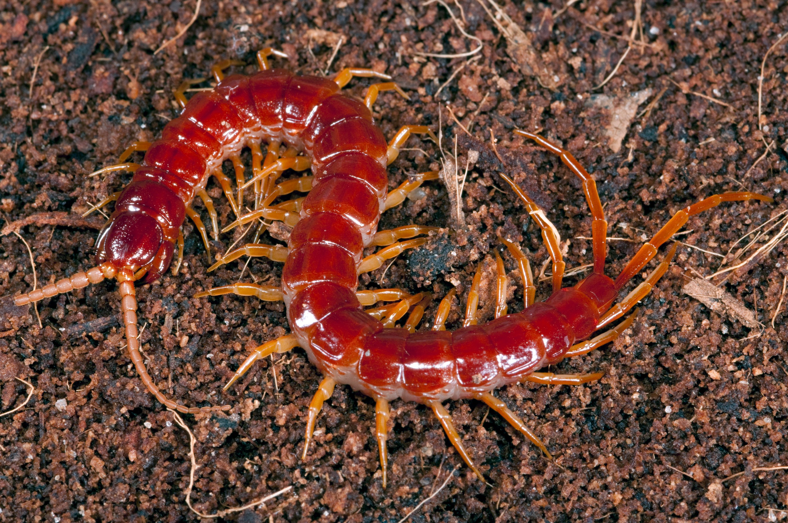 Scolopocryptops_sexspinosus_0006